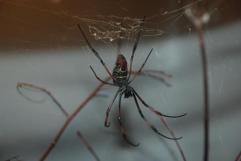 Free stock image of Spider created by Jeremy Kern