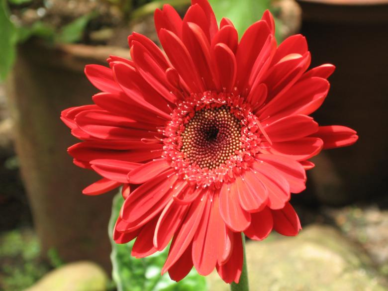 Free stock image of Flower - Daisy created by Nirodha Abeywardana