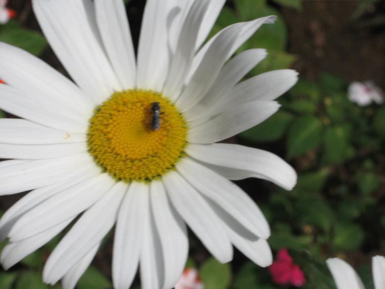 Free stock image of Flower - Daisy created by Nirodha Abeywardana