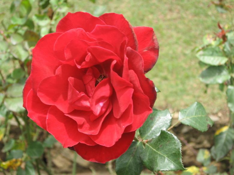 Free stock image of Flower - Rose created by Nirodha Abeywardana