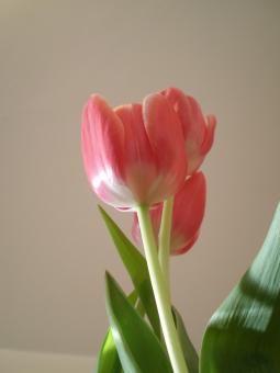 Tulip - Free Stock Photo