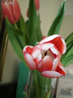 Tulip - Free Stock Photo