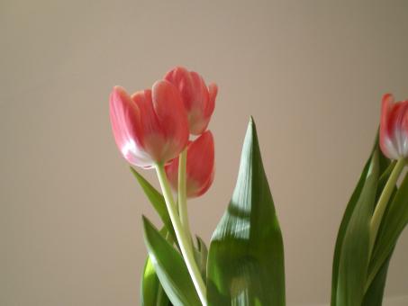 Tulip - Free Stock Photo