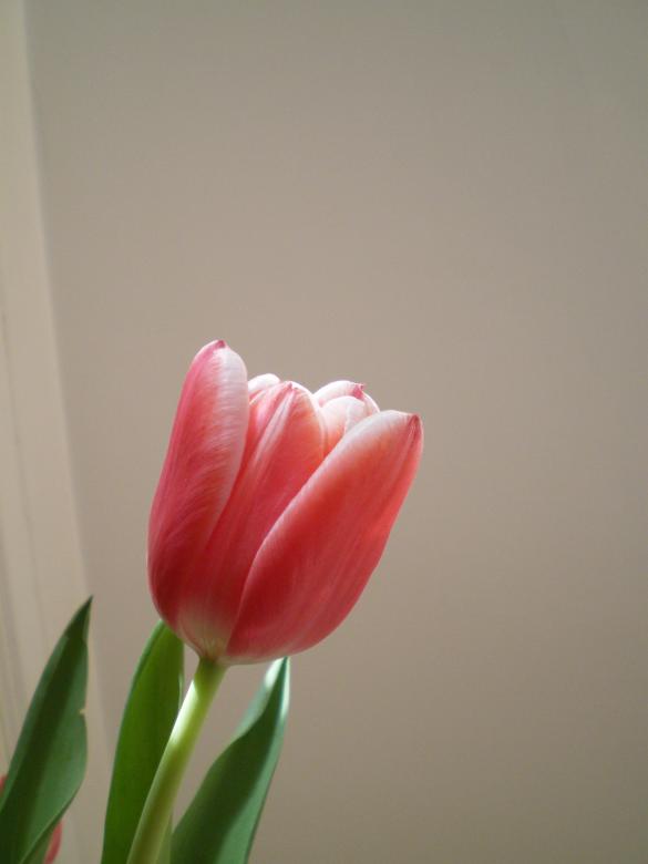 Free stock image of Tulip created by Francis Windram