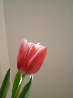 Tulip - Free Stock Photo
