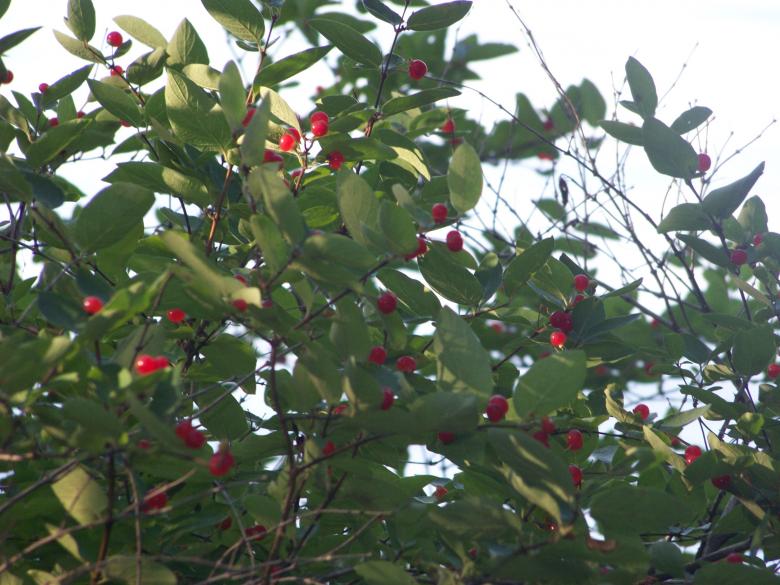 Free stock image of Red Berries created by Nirodha Abeywardana