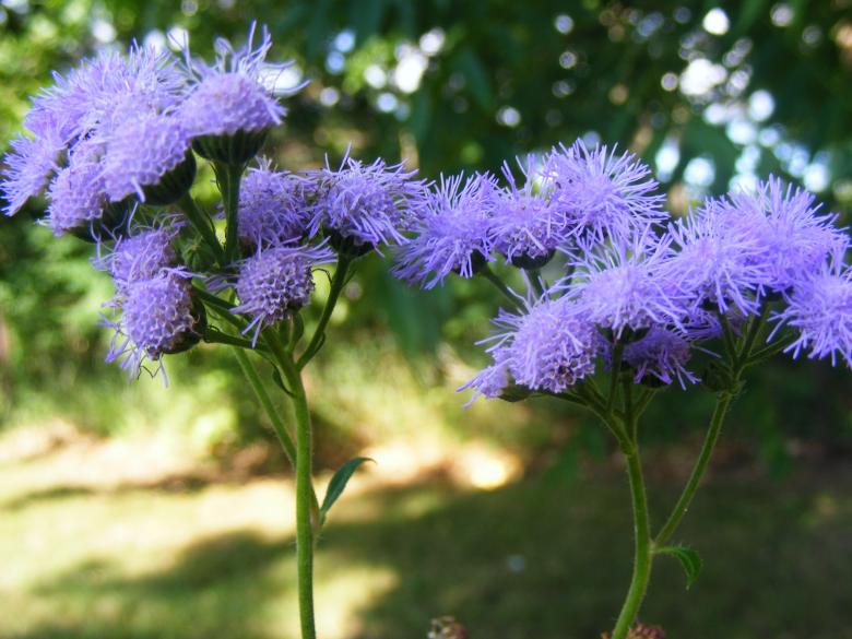 Free stock image of Little Blue Flowers created by JannaR