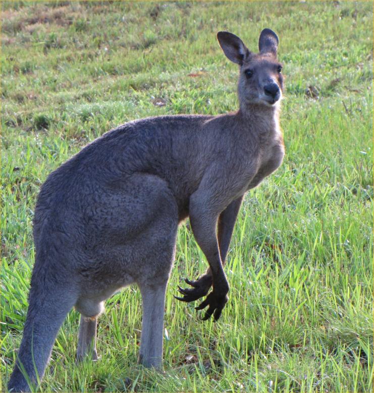 Free stock image of Male Grey Kangaroo created by Trusylver