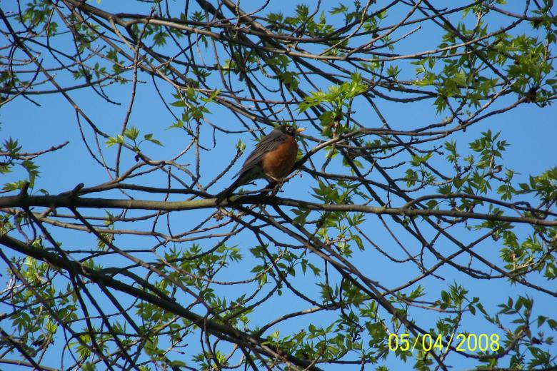 Free stock image of Bird created by Nirodha Abeywardana