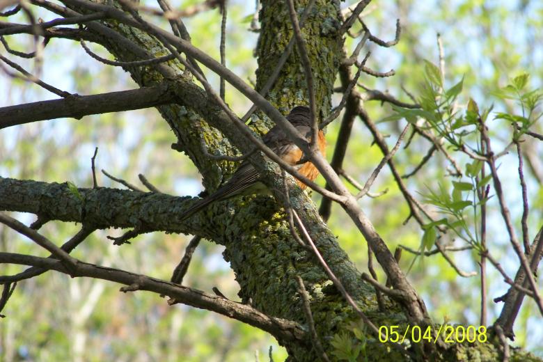 Free stock image of Bird created by Nirodha Abeywardana