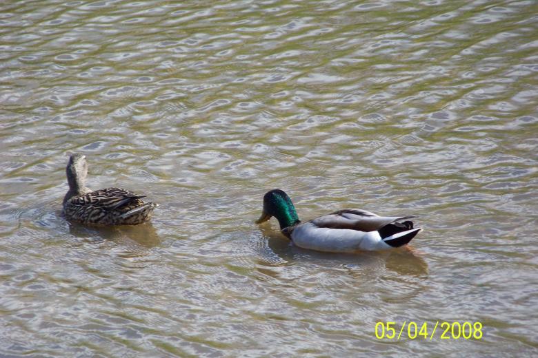 Free stock image of Ducks created by Nirodha Abeywardana