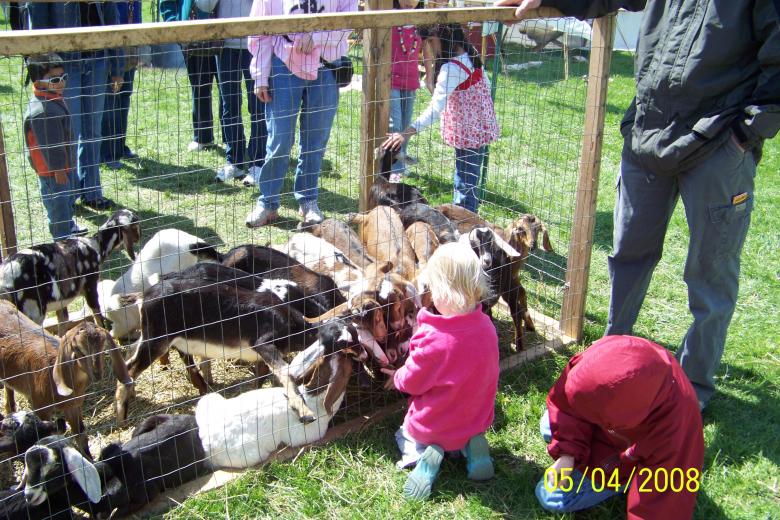 Free stock image of Goat feeding baby created by Nirodha Abeywardana