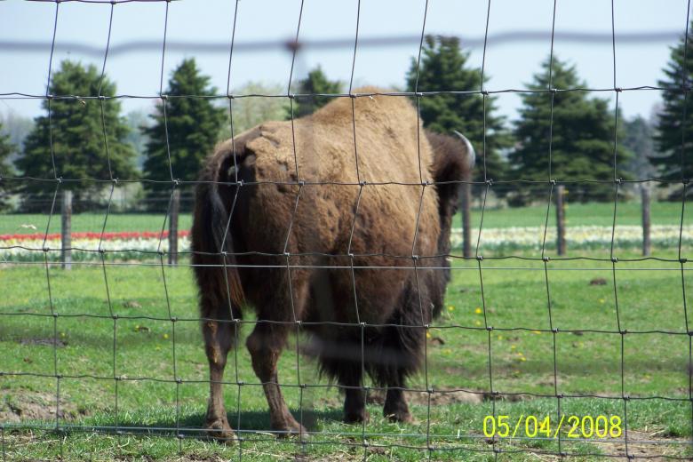 Free stock image of Bison created by Nirodha Abeywardana