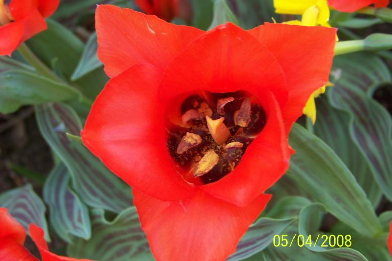 Free stock image of Red Flower created by Nirodha Abeywardana