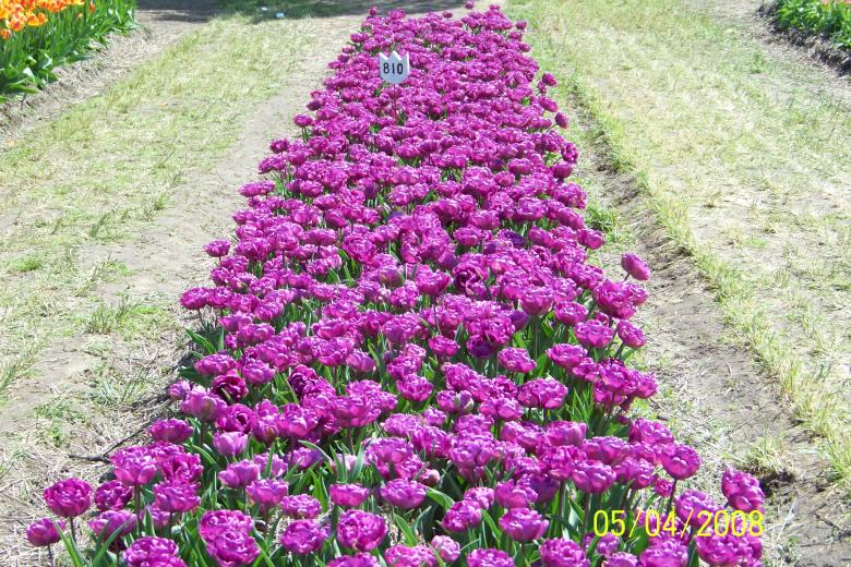 Free stock image of Purple tulips created by Nirodha Abeywardana