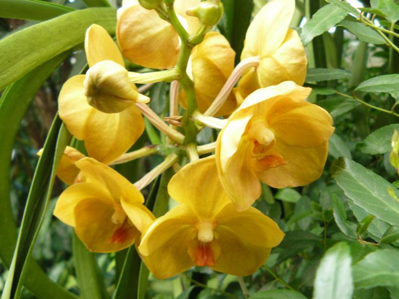 Free stock image of Yellow Flowers created by Nirodha Abeywardana