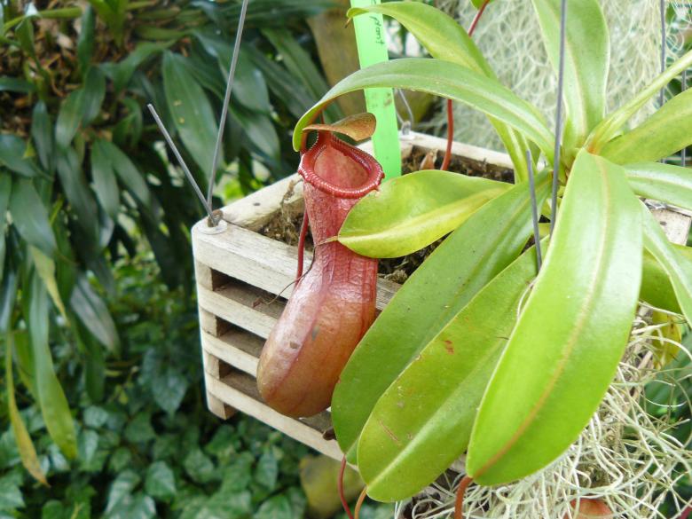 Free stock image of Pitcher Plant - Insect trap created by Nirodha Abeywardana