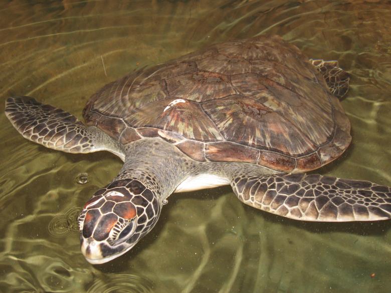 Free stock image of Turtle created by Nirodha Abeywardana