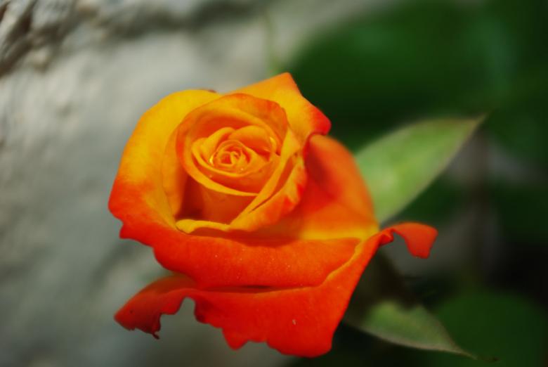 Free stock image of Orange rose created by Gezelle
