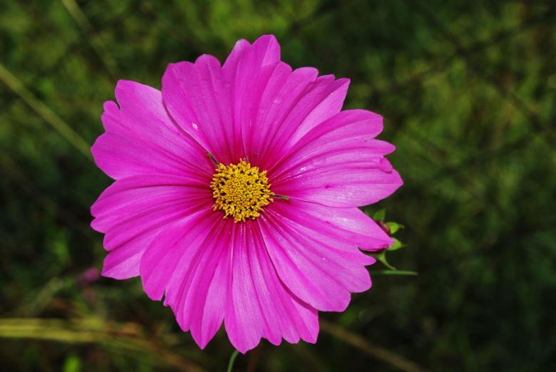 Free stock image of Purple flower created by Gezelle