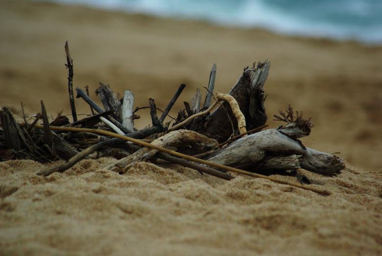 Free stock image of Driftwood created by Gezelle