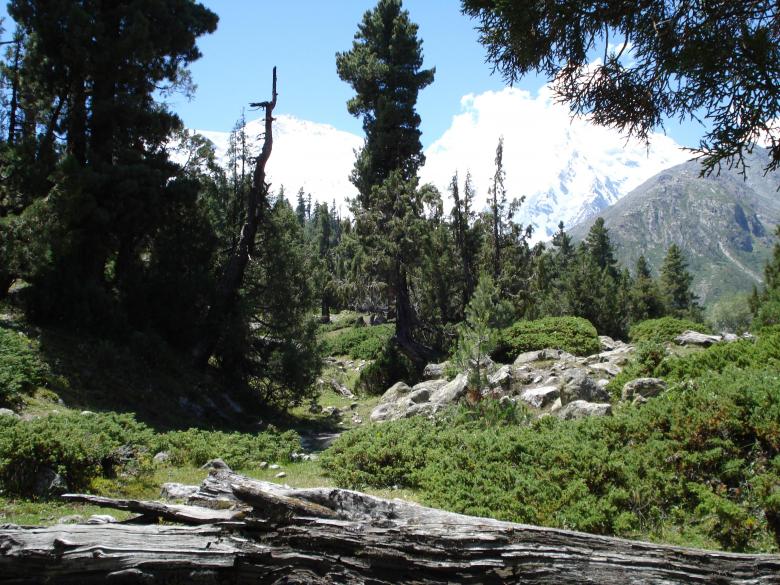 Free stock image of Fairy Meadow, Nanga Parbat created by Ali Haider