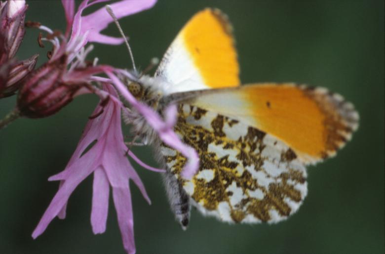 Free stock image of Butterfly created by MUNCH PIERRE