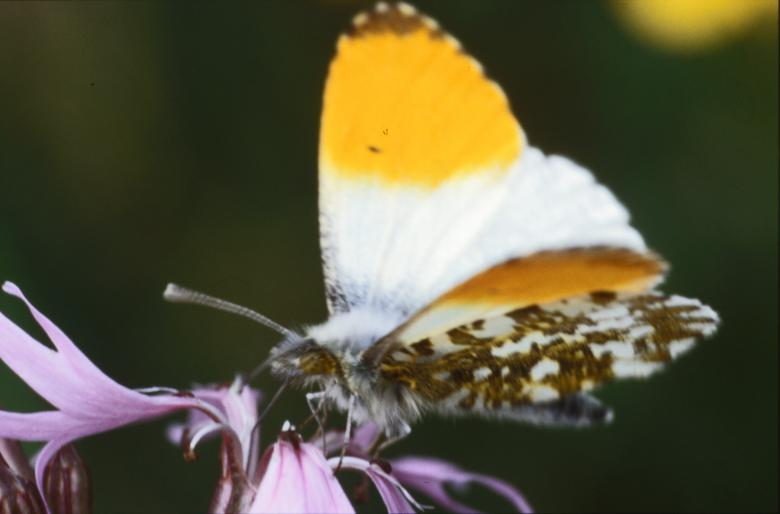 Free stock image of Butterfly created by MUNCH PIERRE