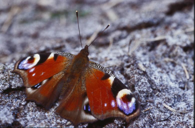Free stock image of Butterfly created by MUNCH PIERRE
