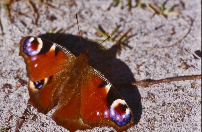 Free stock image of Butterfly created by MUNCH PIERRE