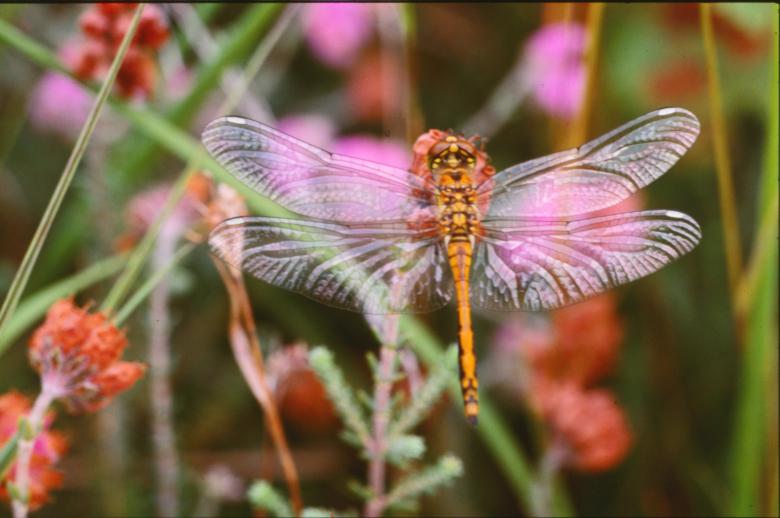 Free stock image of Dragonfly created by MUNCH PIERRE