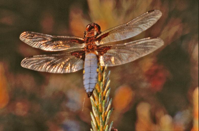 Free stock image of Dragonfly created by MUNCH PIERRE