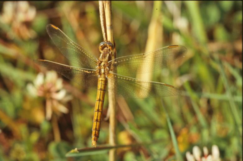 Free stock image of Dragonfly created by MUNCH PIERRE