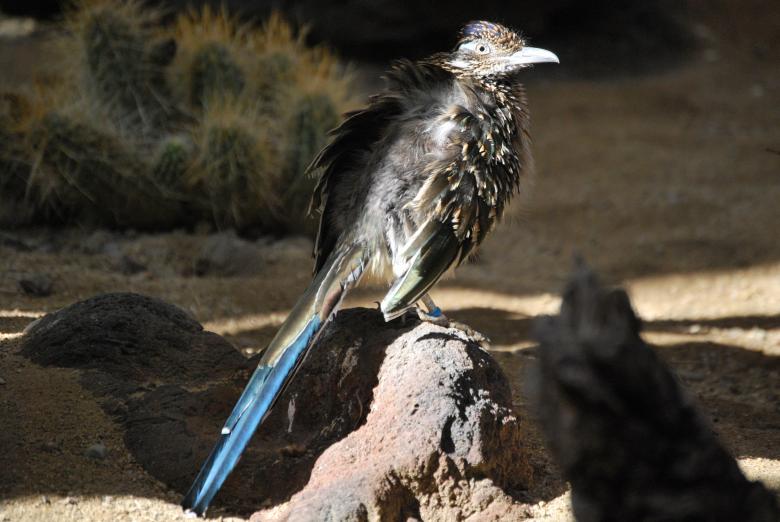 Free stock image of Road Runner created by Sarah Hartman