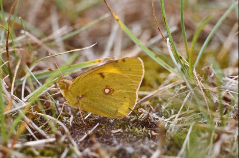 Free stock image of Yellow butterfly created by MUNCH PIERRE