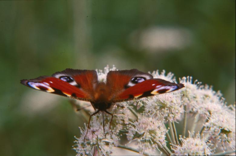 Free stock image of Red butterfly created by MUNCH PIERRE