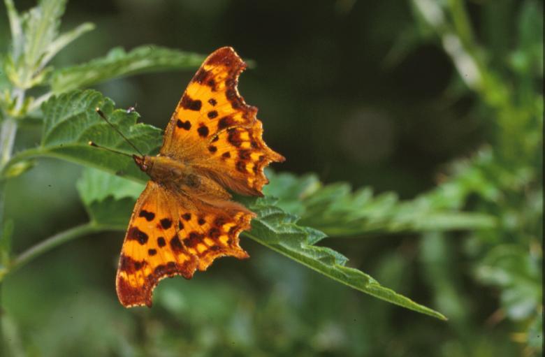 Free stock image of Orange butterfly created by MUNCH PIERRE