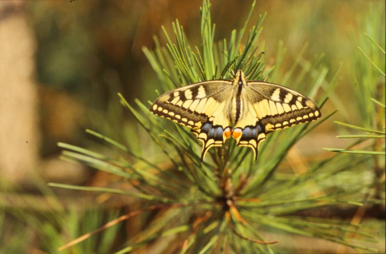 Free stock image of Yellow butterfly created by MUNCH PIERRE