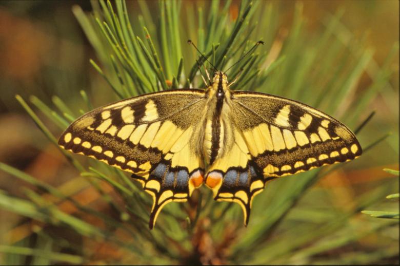 Free stock image of Yellow butterfly created by MUNCH PIERRE