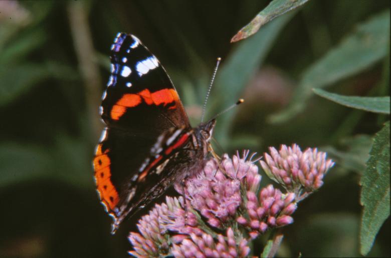 Free stock image of Black and red butterfly created by MUNCH PIERRE