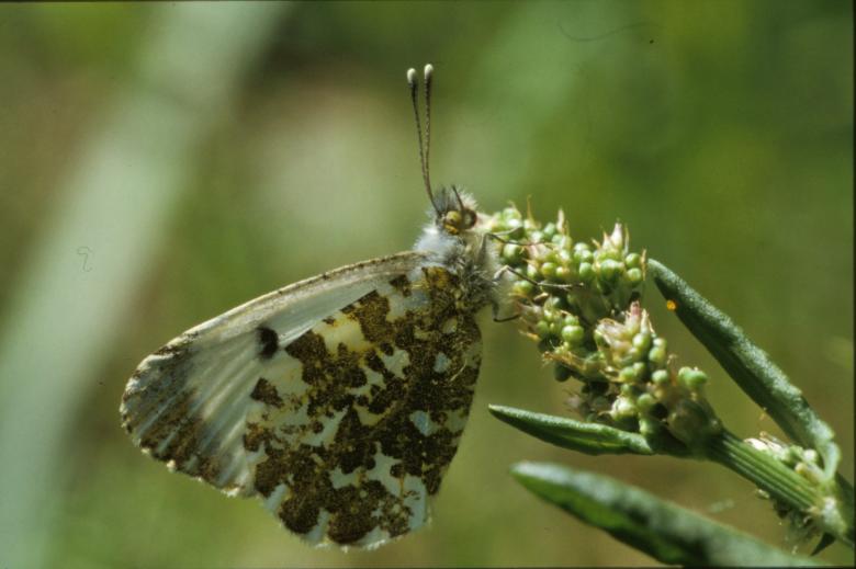 Free stock image of Butterfly created by MUNCH PIERRE