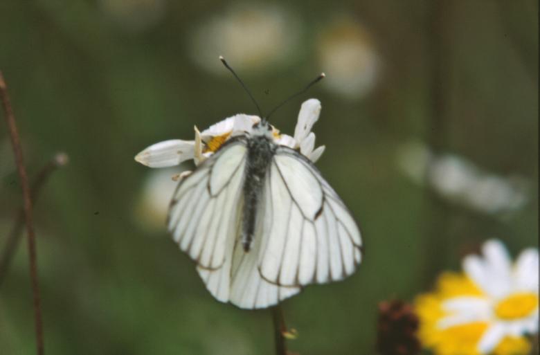 Free stock image of White butterfly created by MUNCH PIERRE
