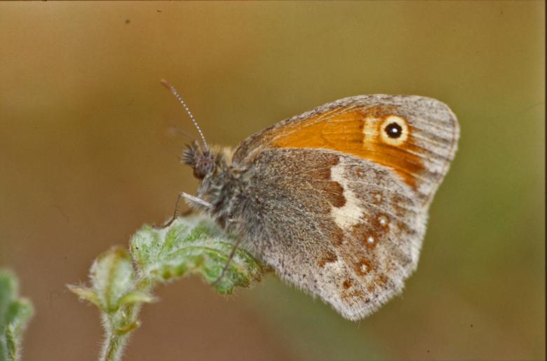 Free stock image of Butterfly created by MUNCH PIERRE