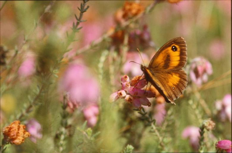 Free stock image of Yellow butterfly created by MUNCH PIERRE