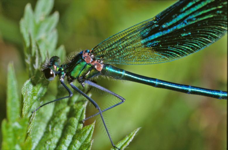 Free stock image of Blue dragonfly created by MUNCH PIERRE