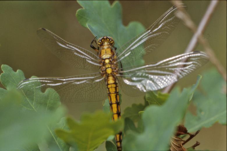Free stock image of Yellow dragonfly created by MUNCH PIERRE