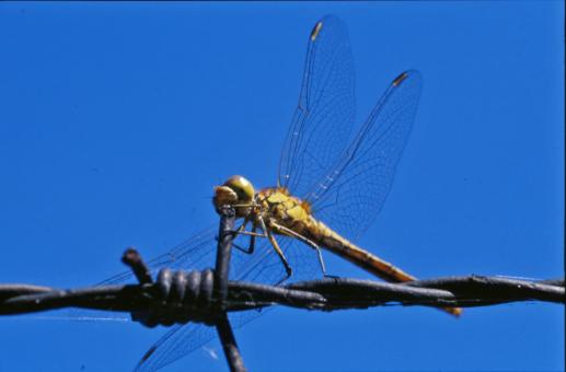 Dragonfly - Free Stock Photo