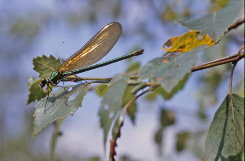 Free stock image of Green dragonfly created by MUNCH PIERRE