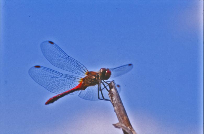 Free stock image of Red dragonfly created by MUNCH PIERRE