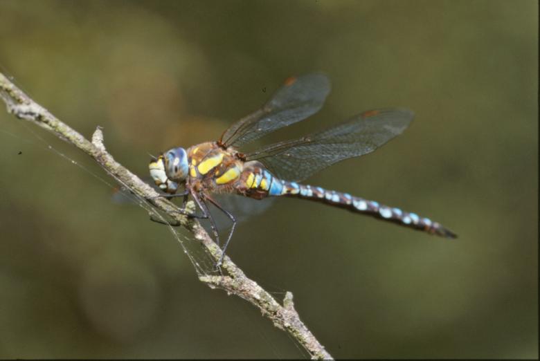Free stock image of Yellow dragonfly created by MUNCH PIERRE